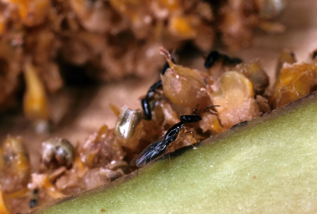 A close-up of a tiny, black fig wasp.