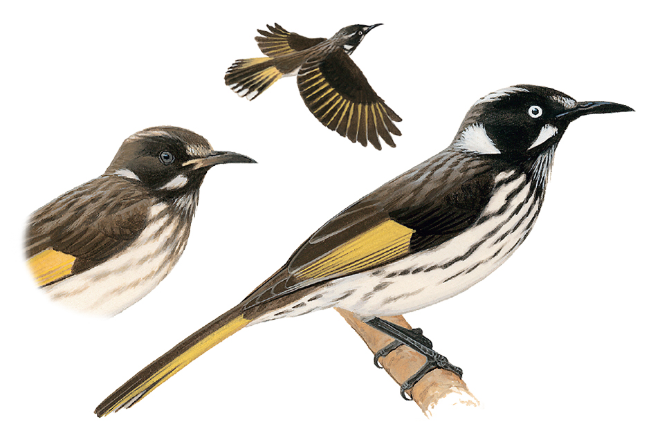 Paintings of an adult New Holland Honeyeater perching on a branch and in flight, as well as a side profile of the juvenile form.