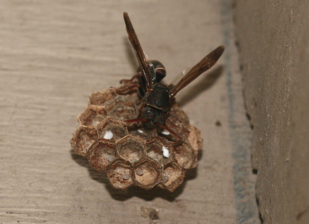A paper wasp perched on a small nest made up of hexagonal cells.