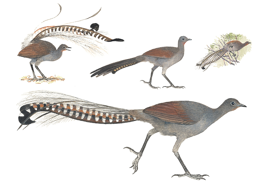 Paintings of male and female Superb Lyrebirds walking with tail extended, a male displaying with tail fanned forwards, and roosting in a tree canopy.