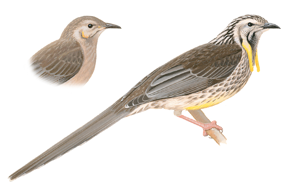 Paintings of Yellow Wattlebird perched on a branch in side profile, shown in comparison to the head of the juvenile form.