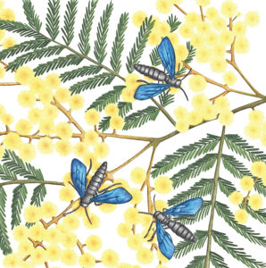 Illustration of three blue flower wasps sitting amongst beautiful yellow wattle flowers.