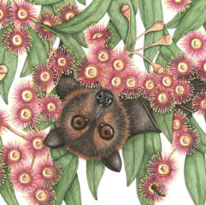 Illustration of a fruit bat hanging upside down amongst prolific red gum flowers.