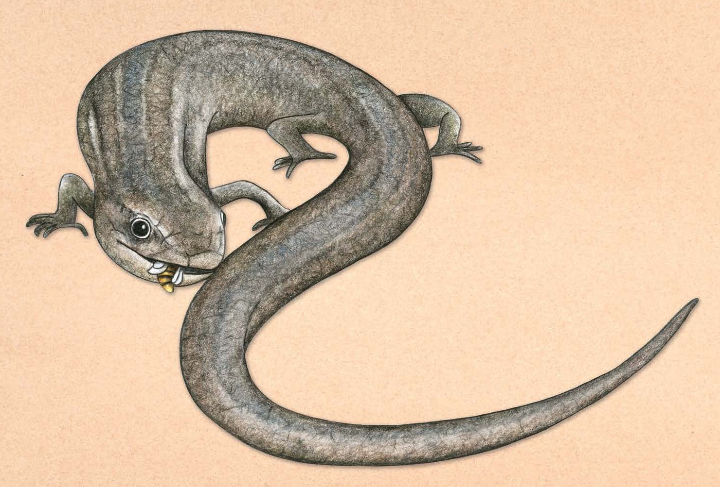 Illustration of a brown lizard eating a wasp.