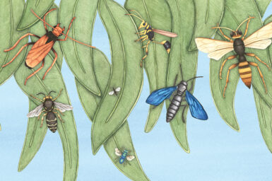 Illustration of seven Australian native wasps all different colours and sizes sitting on green gum leaves against a blue background.