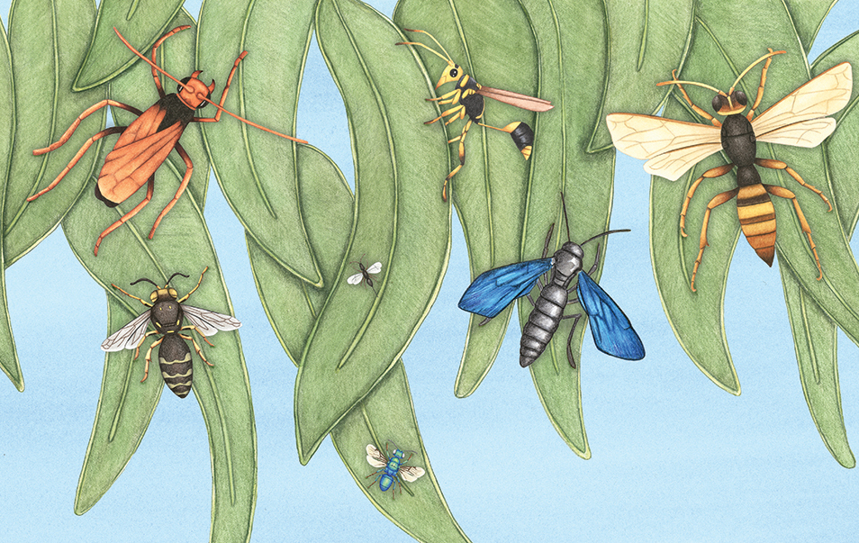 Illustration of seven wasps of all different colours, shapes and sizes sitting on green gum leaves.