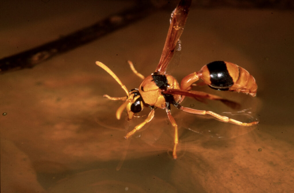 A close-up of a Mud-dauber wasp. It has a mostly golden body with two bold black stripes.