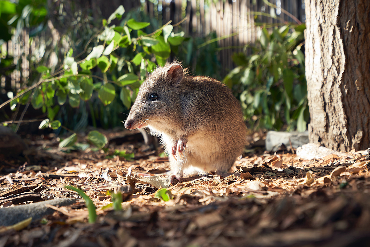 A little furry brown bandicoot sits on the forest floor. 
