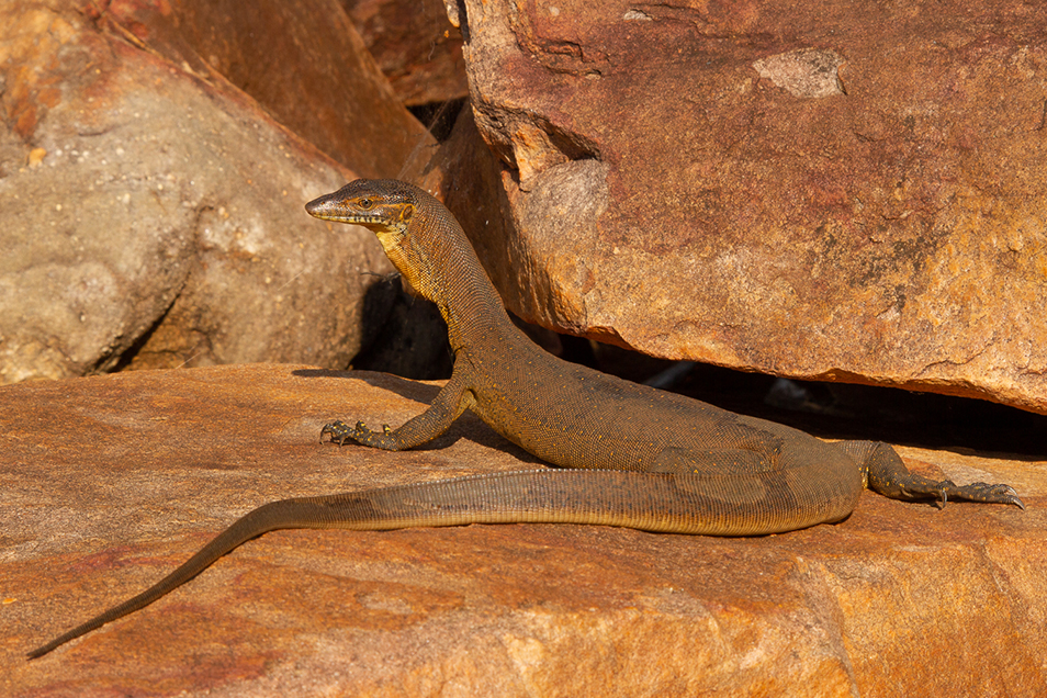 A close-up of a Mertens' water monitor standing on a rock, sharp claws visible, its head raised and its long tail following the curves of the rock.