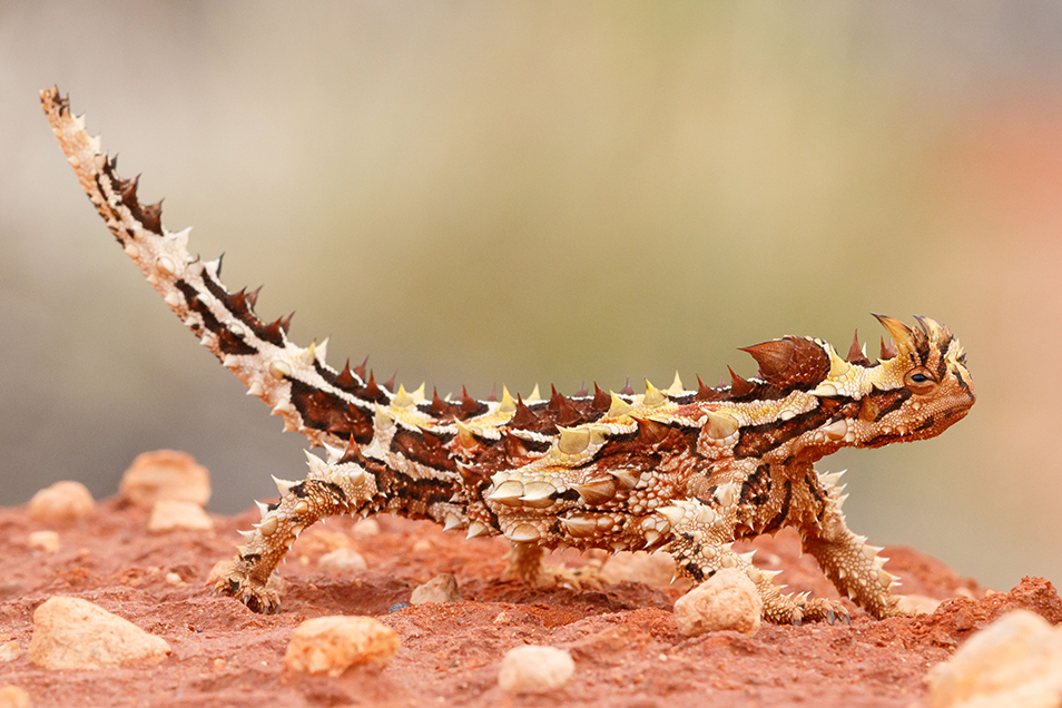 A close up of a thorny devil, with its distinctive all-over spikes, stands on red dirt.