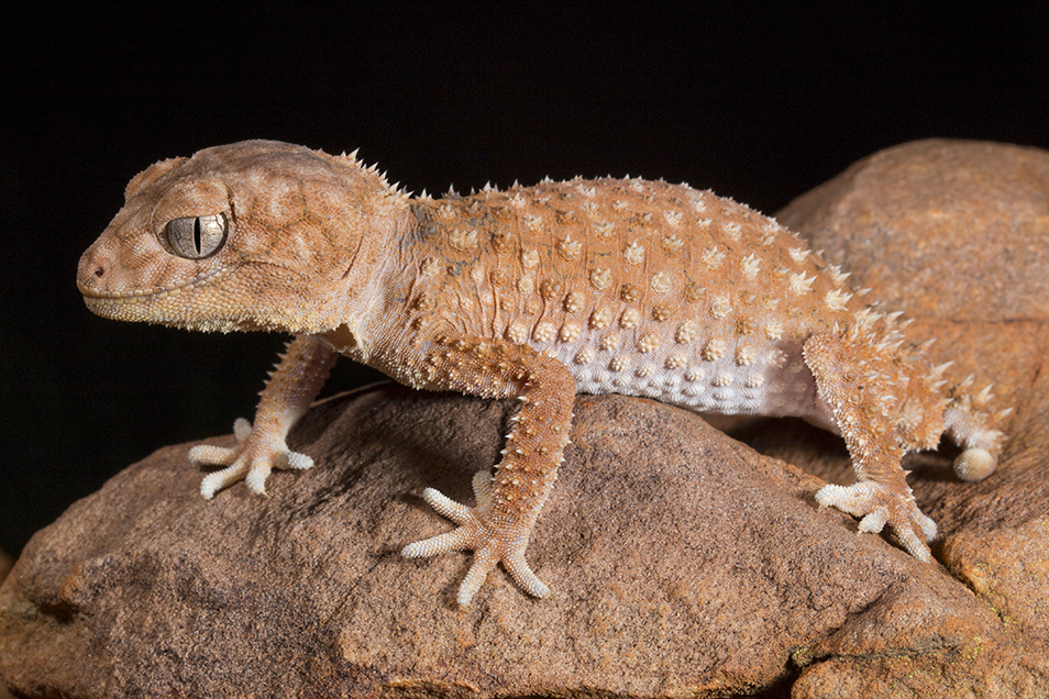 A close up of a centralian knob-tailed gecko standing on a rock. Its gaze is intense, body at the ready.