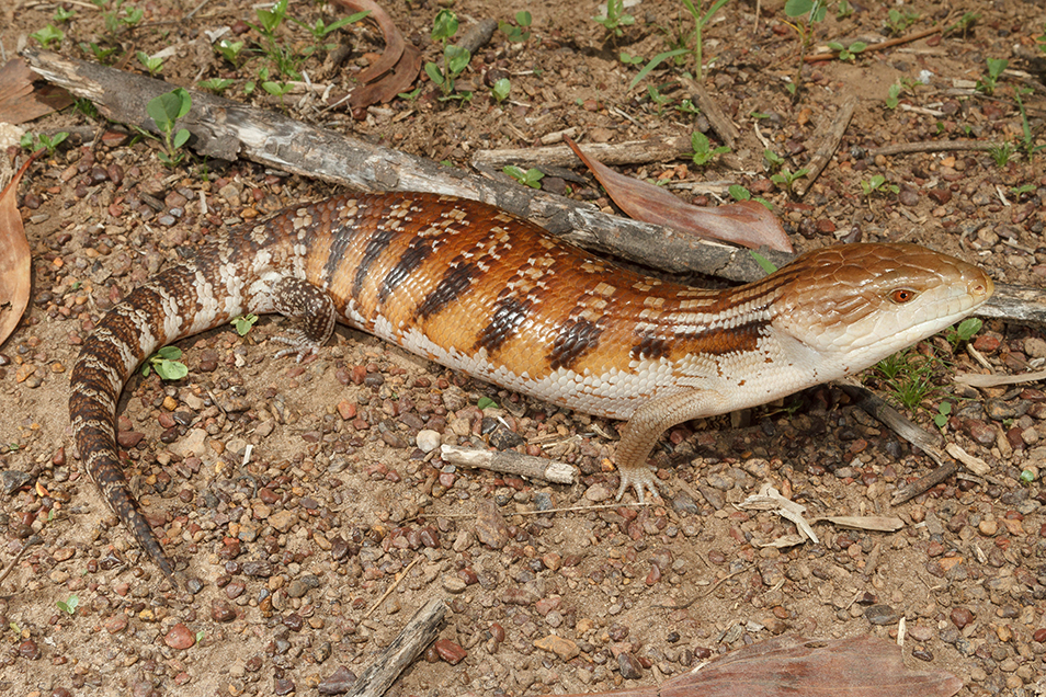 A close-up of a northern blue-tongue standing in rocky soil. 