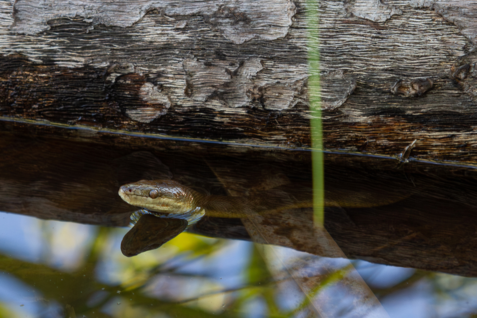 A close-up of a water python, its head peeking up above water and its body is hidden in the water under a log.