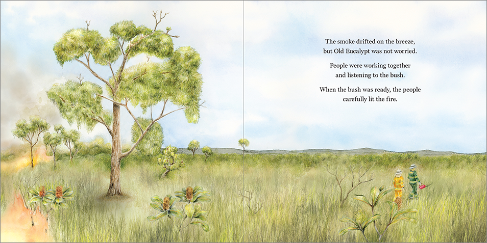 A page spread showing a bushland scene. On the left page is a large Eucalypt tree with fire spreading through the grass towards it. On the right page are two uniformed fire personnel with a drip torch walking through long grass. The text reads: 'The smoke drifted on the breeze, but Old Eucalypt was not worried. People were working together and listening to the bush. When the bush was ready, the people carefully lit the fire.'