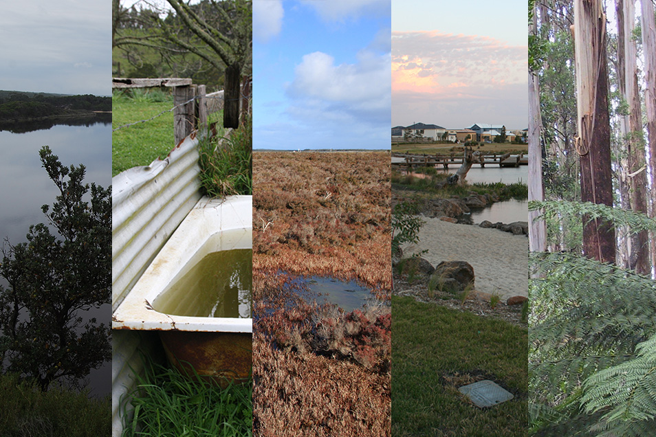 A collage of five examples of the variety of habitats of frogs in Victoria: a river, a sheep trough, saltmarsh, human-shaped waterways, and native forest.