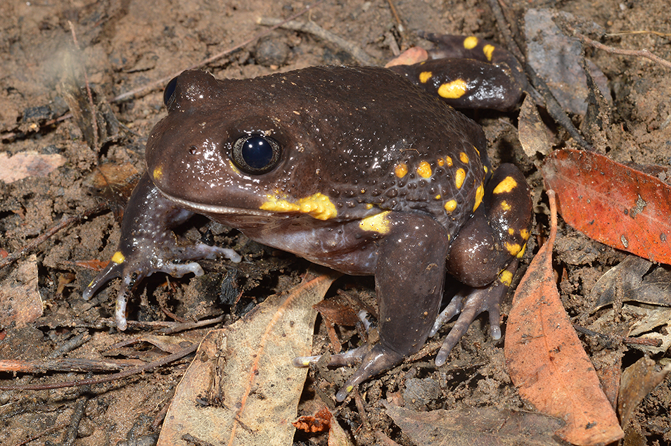 A round brown frog with yellow spots on it's rear legs and flanks, sits on muddy foliage.