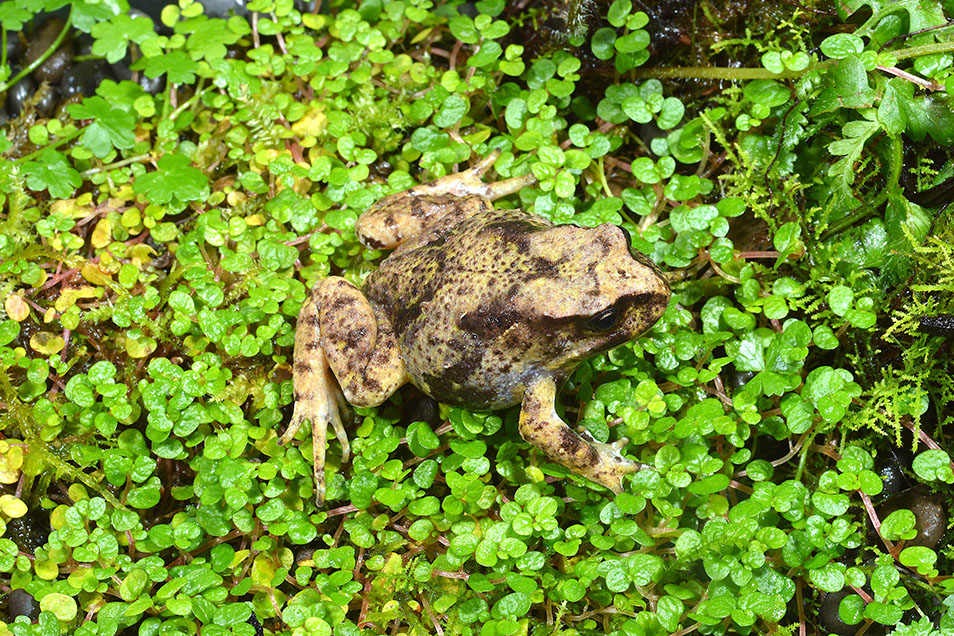 A brown and yellow speckled Baw Baw frog sits among a mass of bright green leafy sprouts.