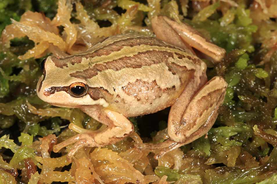 A little frog with tan and beige markings across its body sits camouflaged in vegetation.