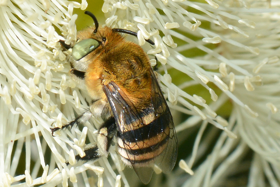 A close-up of a bee enjoying the nectar of a white marri flower.