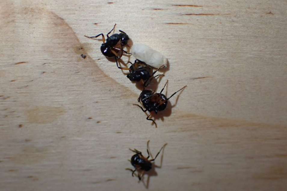 Four ants lying on plywood.