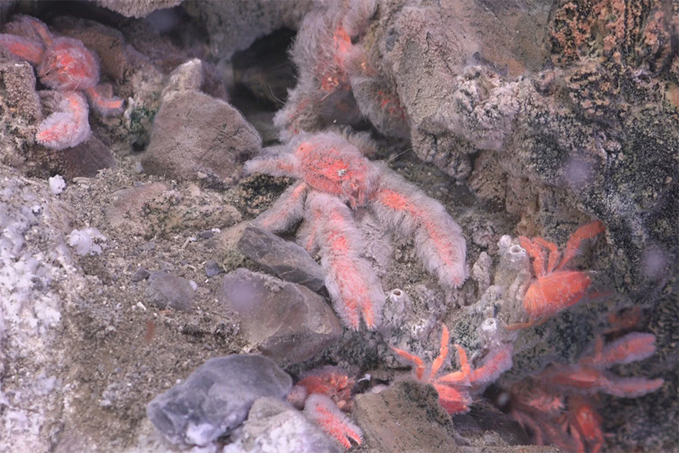 A number of fluffy-looking orange lobsters squat among rocks on the ocean floor.