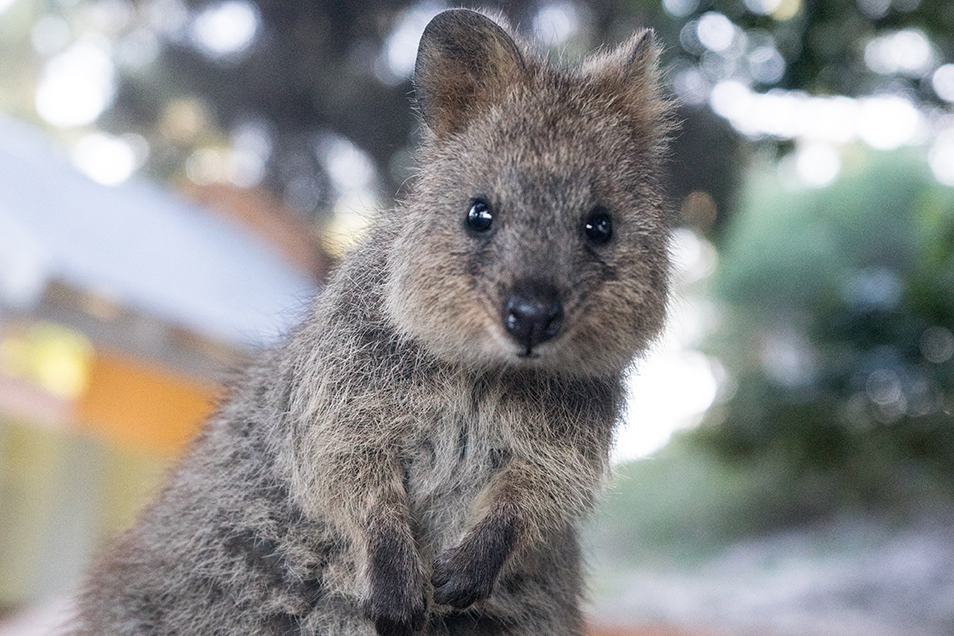 A quokka looks inquisitively towards the camera.