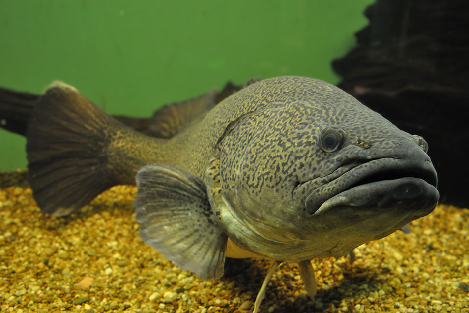 A large Murray cod, with dark, speckled skin, swims underwater.