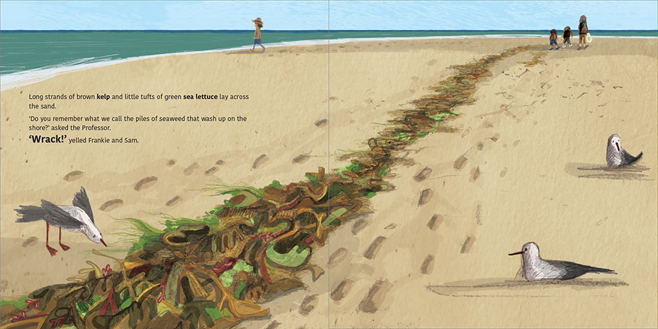An illustrated spread from The Great Southern Reef showing a long line of green and brown seaweed washed up on the sandy beach, surrounded by seagulls.