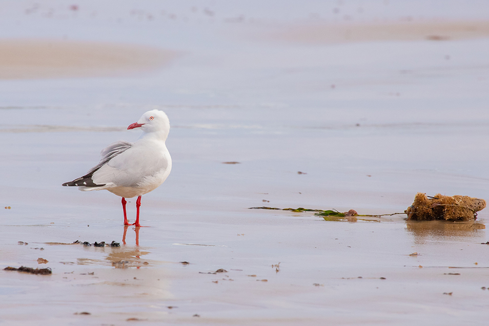 A seagull standing on wet sand at the beach; seaweed scatters the ground around it.