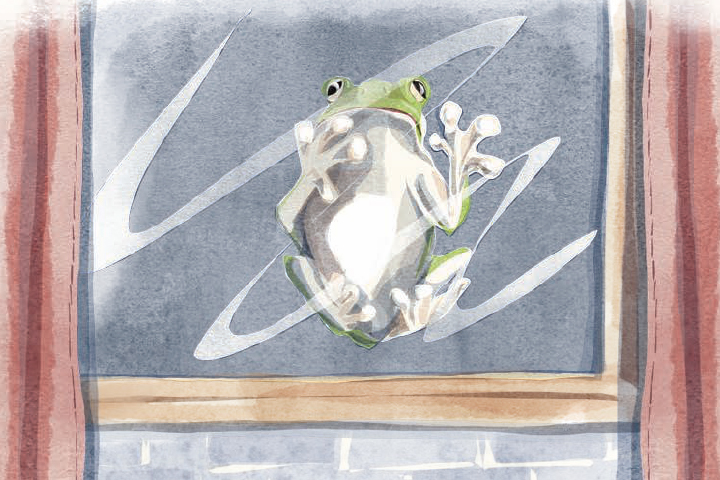 Illustration of a green tree frog clinging to the outside of a window.