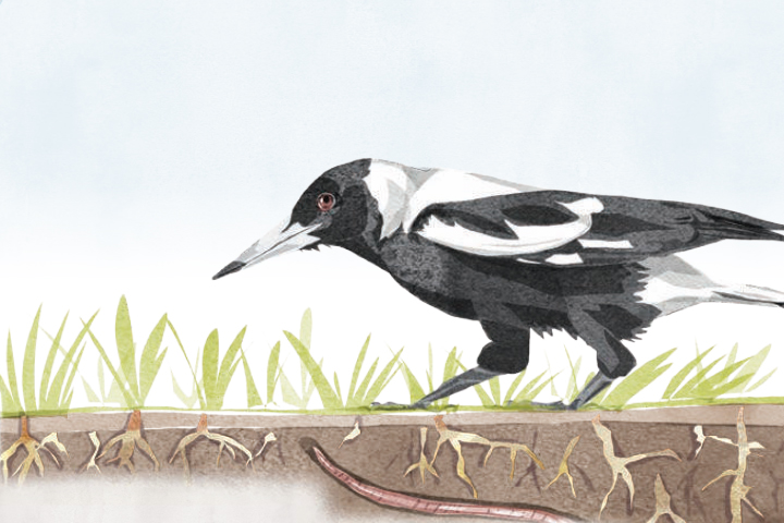 Illustration of a magpie standing on a lawn, head cocked and listening intently to the worm crawling among the roots below.