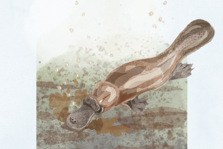 Illustration of a platypus swimming underwater.