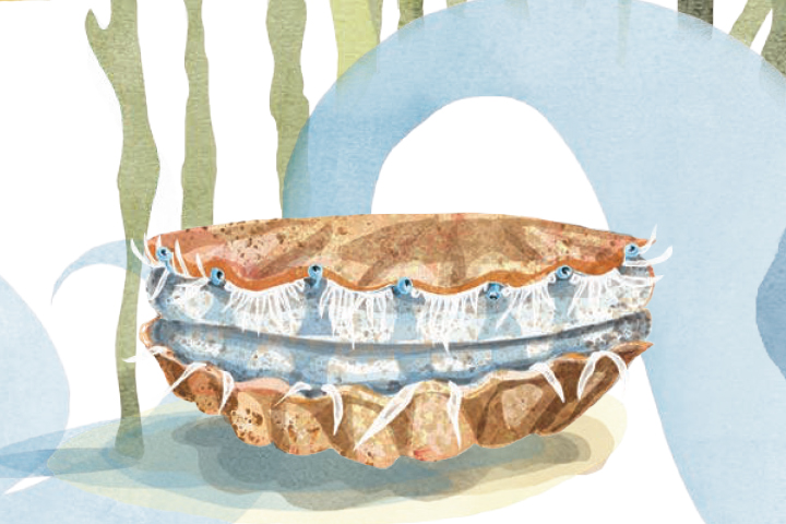 Illustration of a scallop resting and a sandy seafloor with seaweed in the background. A multitude of eyes lines the lip of its shell.