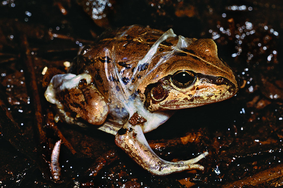 A light brown coloured Main’s frog emergesfrom its burrow in the rain-soaked ground, shedding its milky-white protective cocoon in the process.